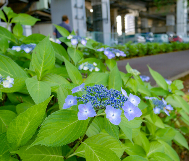 武蔵浦和 中浦和 花と緑の散歩道のアジサイが開花 浦和裏日記 さいたま市の地域ブログ