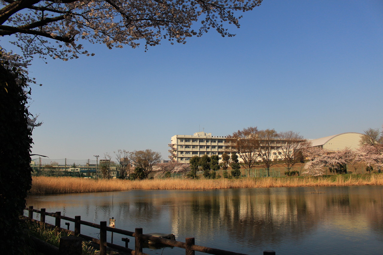 武蔵浦和駅から歩いていける桜スポット 白幡沼 白幡緑道 浦和裏日記 さいたま市の地域ブログ