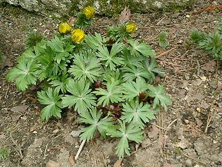 春の芽吹き ルバーブ トリカブト なえのつぶやき