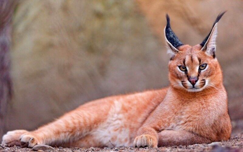 カラカル 耳が特徴的なネコ科の動物です 雑炊最高