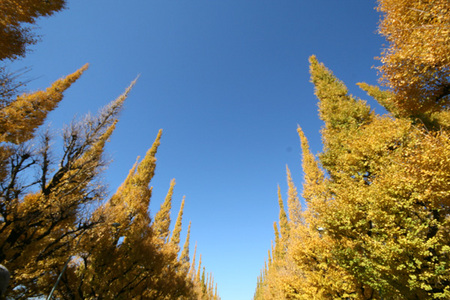 collaj1