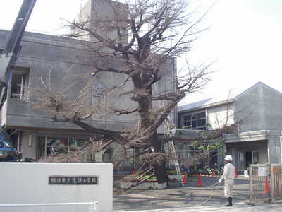 伐採1