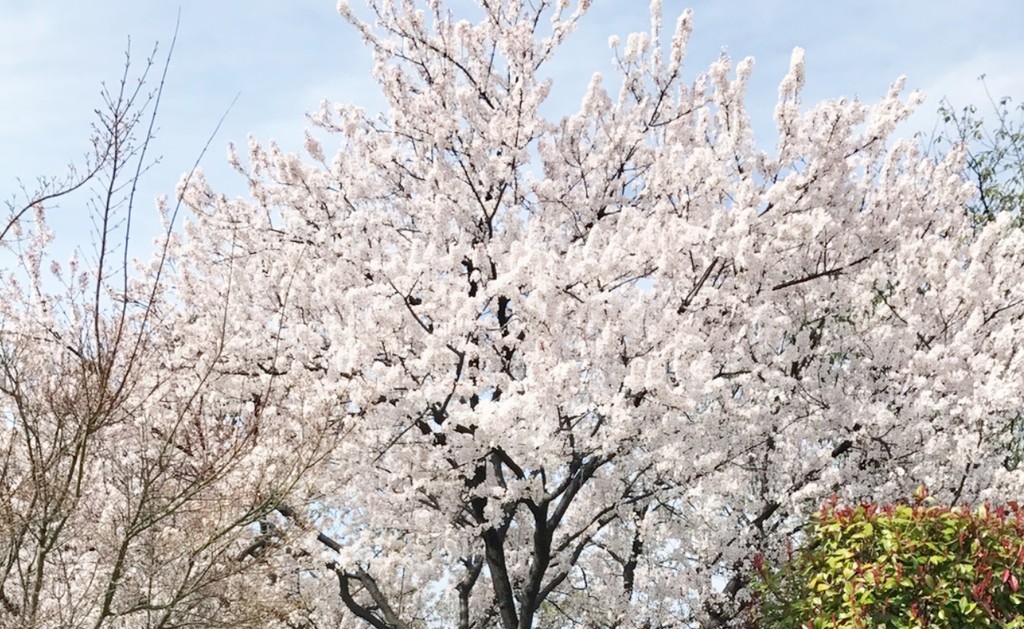 平野 大阪 天気 市 区