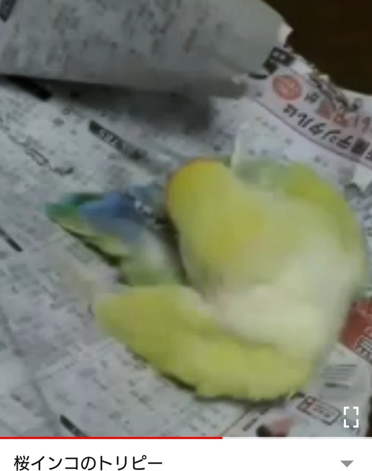 桜インコ 大阪市平野区のジュン美容室 ブルークリップのとじこみふろく 桜インコ 大阪市平野区のジュン美容室 ブルークリップのとじこみふろく