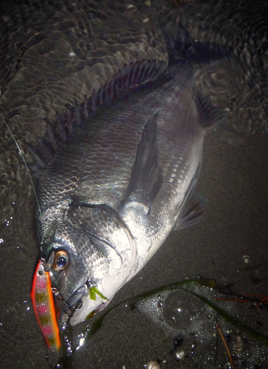浜名湖ブリームゲーム Seabass Style ビッグワンを求めて