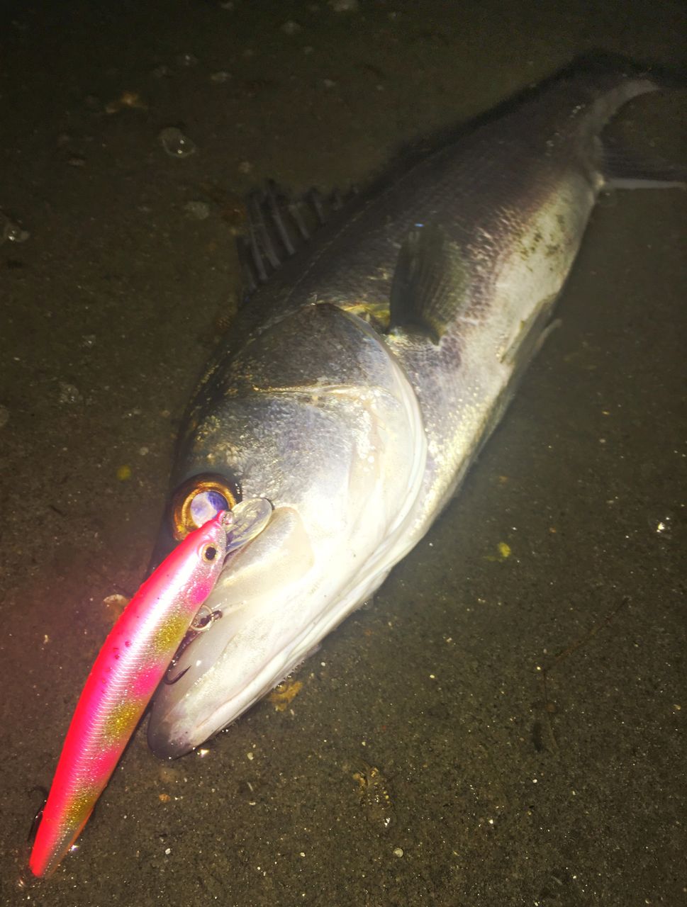 冬の浜名湖シーバスが連発 Seabass Style ビッグワンを求めて 冬の浜名湖シーバスが連発 Seabass Style ビッグワンを求めて
