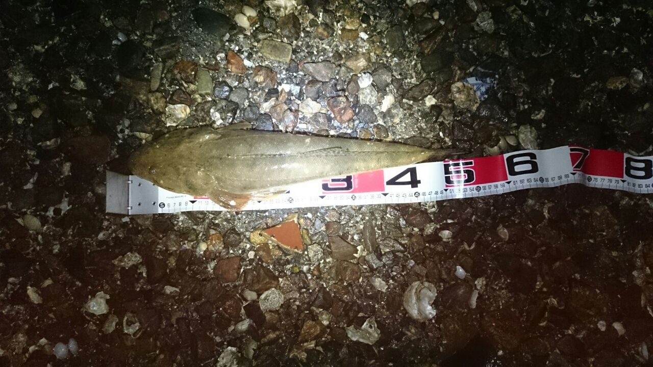 バイブレーションで浜名湖のマゴチを釣る Seabass Style ビッグワンを求めて バイブレーションで浜名湖のマゴチを釣る Seabass Style ビッグワンを求めて