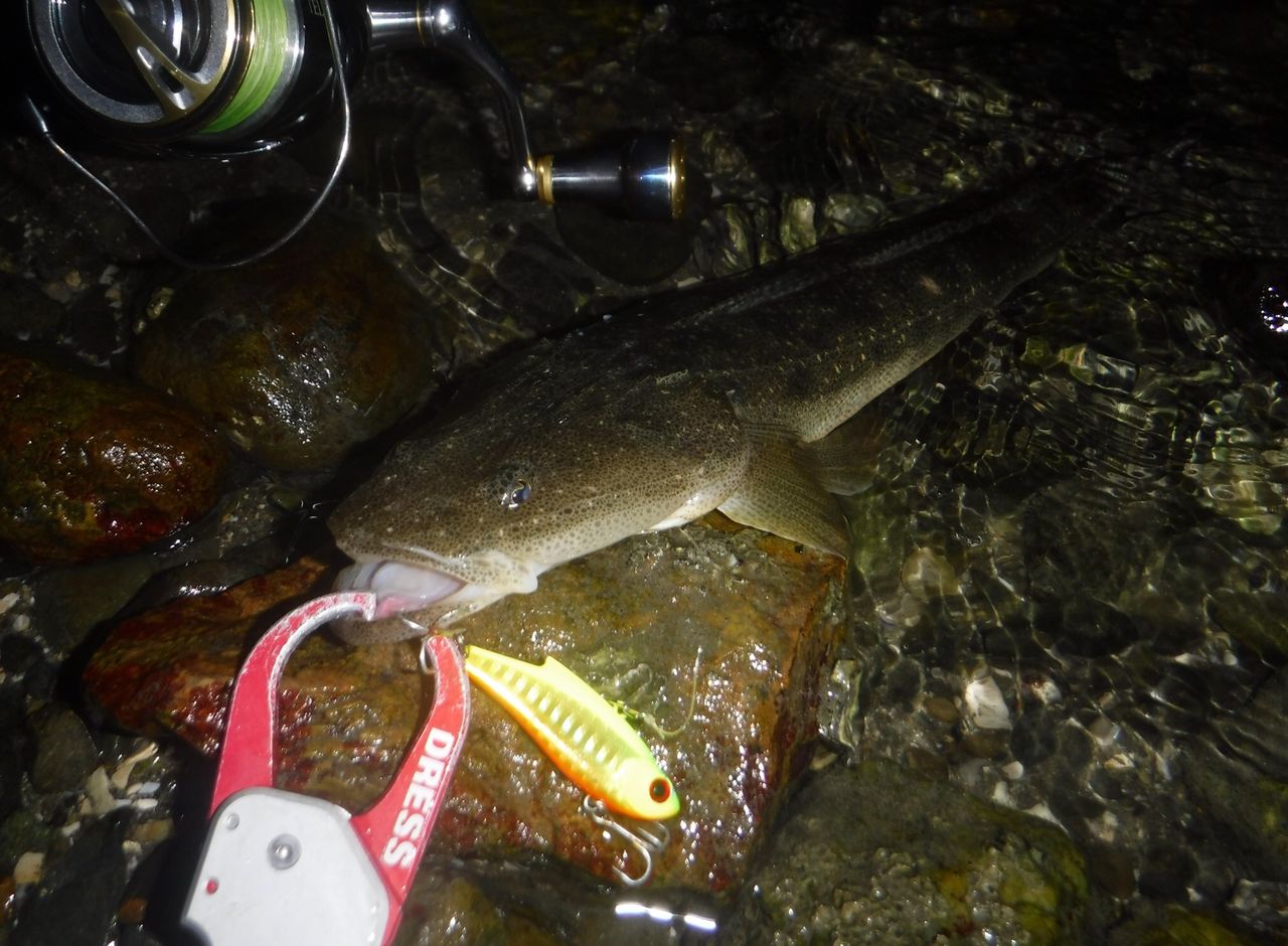 浜名湖で好調なマゴチをレンジバイブで釣る Seabass Style ビッグワンを求めて 浜名湖で好調なマゴチをレンジバイブで釣る Seabass Style ビッグワンを求めて
