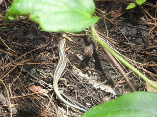 DSCN5557