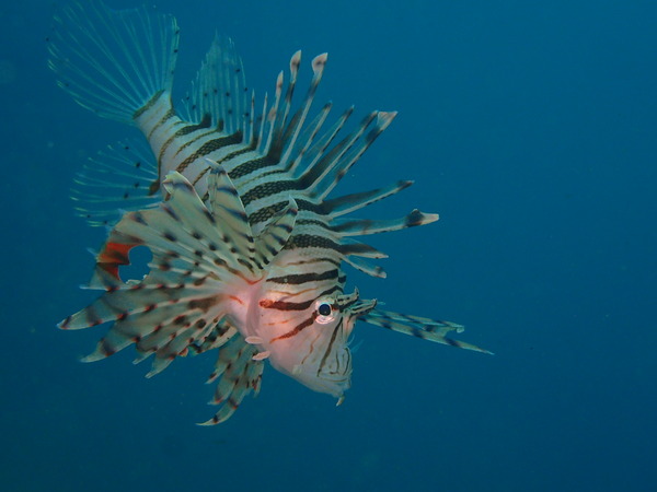 P9130368