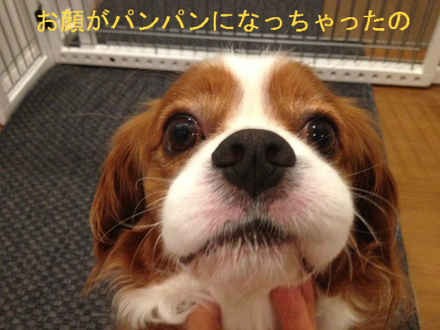 お帰りなさい お父さん 犬と歩くしあわせ ネコと話すしあわせ お帰りなさい お父さん 犬と歩くしあわせ ネコと話すしあわせ