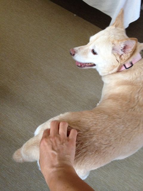 こちょこちょ 犬と歩くしあわせ ネコと話すしあわせ こちょこちょ 犬と歩くしあわせ ネコと話すしあわせ