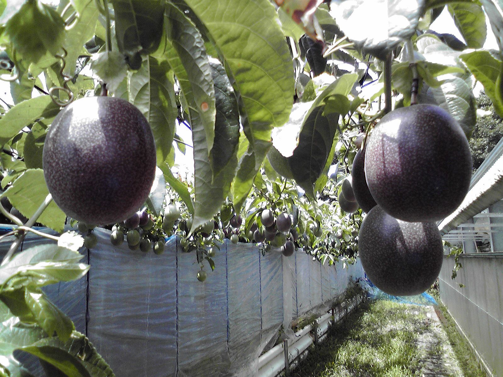 トロピカルフルーツ 小笠原父島ホテルビーチコマ