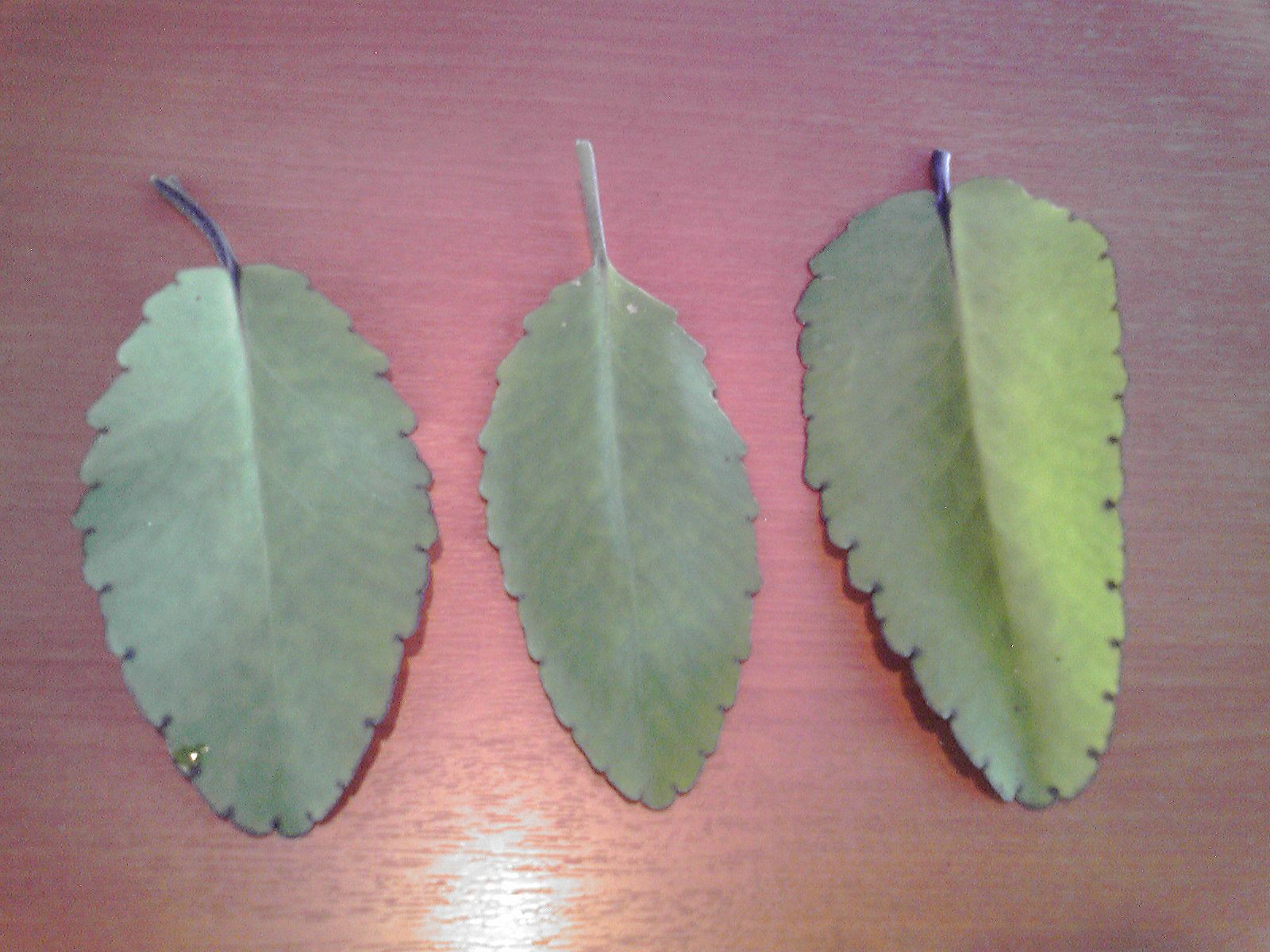 ハカラメ セイロンベンケイソウ 小笠原父島ホテルビーチコマ