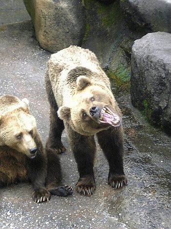 クマ牧場にて くまさん本舗