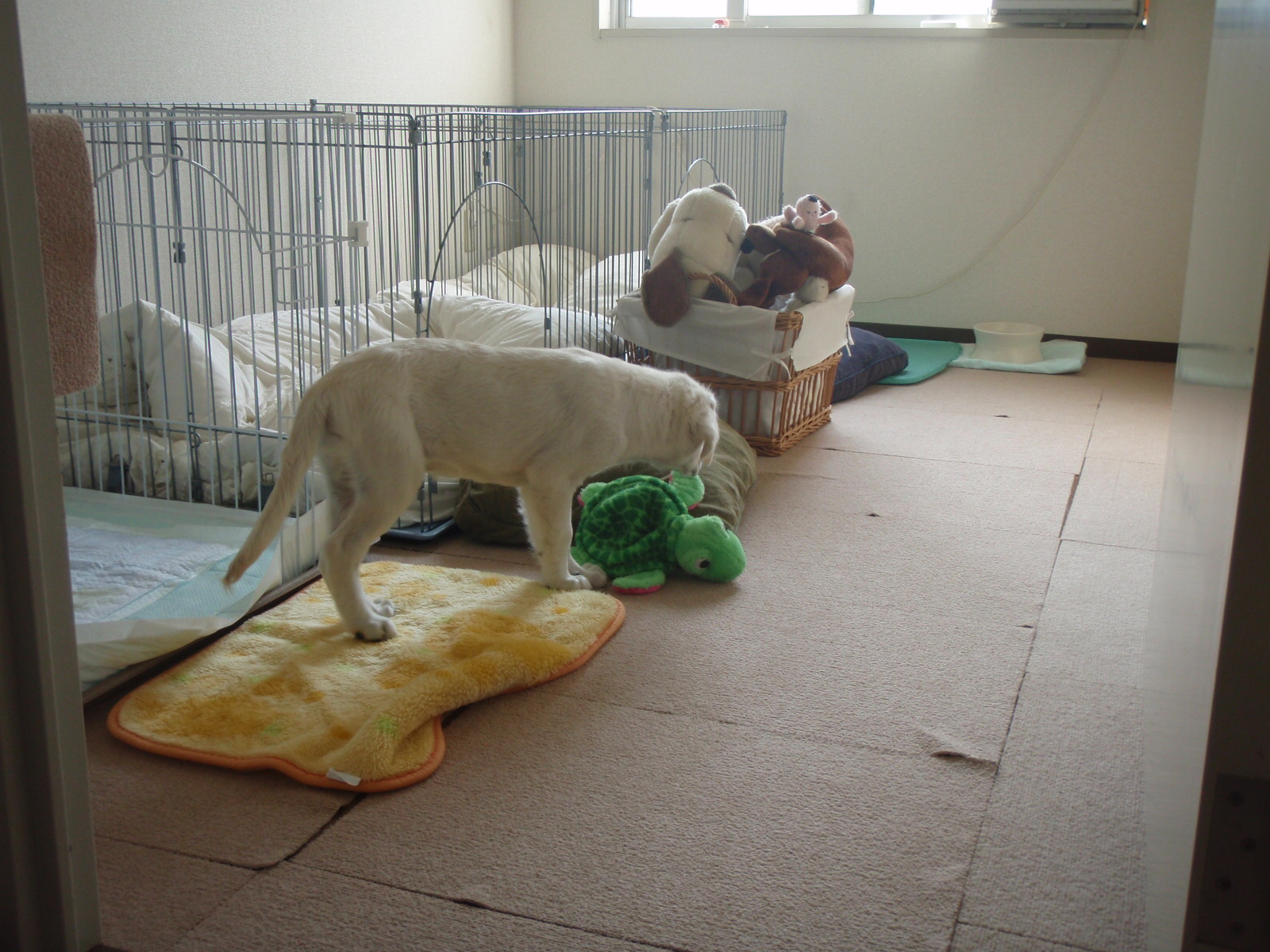 Babysitting お留守番犬の幸せ Ver 2