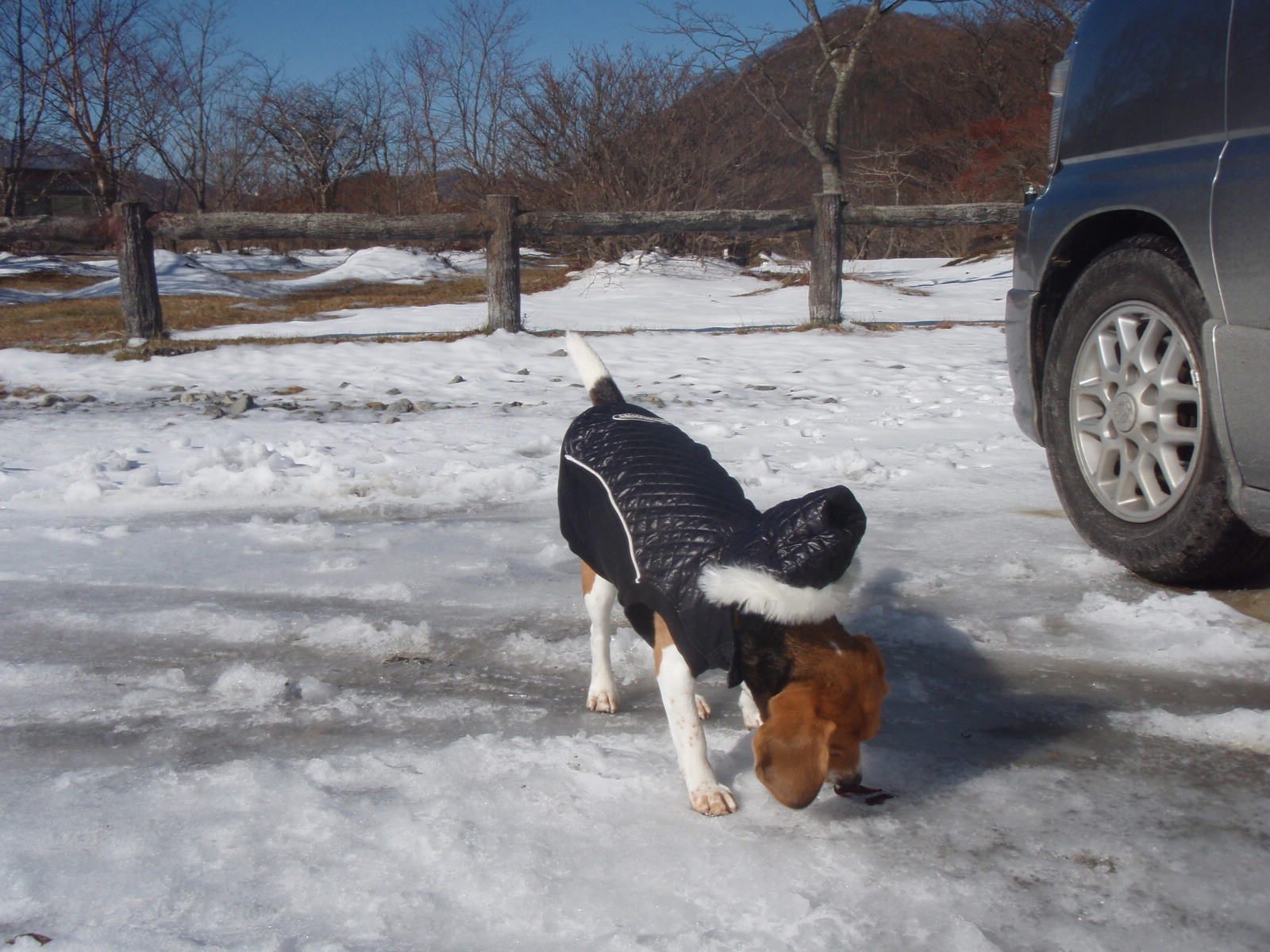 冬の沼ッ原湿原 お留守番犬の幸せ Ver 2
