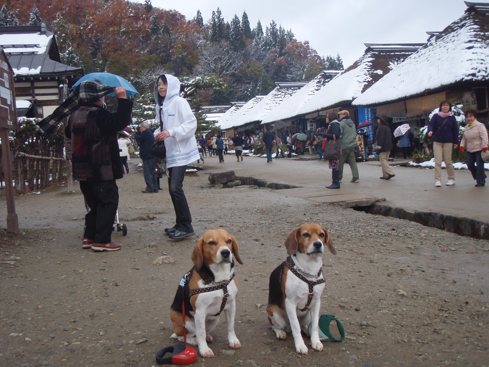 大内宿 福島旅行 ３ お留守番犬の幸せ Ver 2