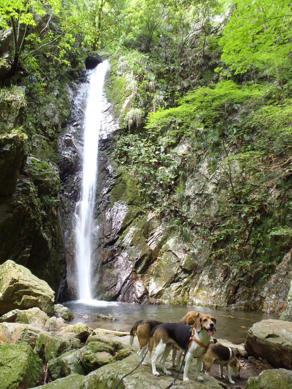 独鈷の滝と五台山 お留守番犬の幸せ Ver 2 独鈷の滝と五台山 お留守番犬の幸せ Ver 2