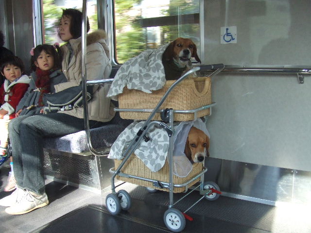チェリーカートデビュー お留守番犬の幸せ