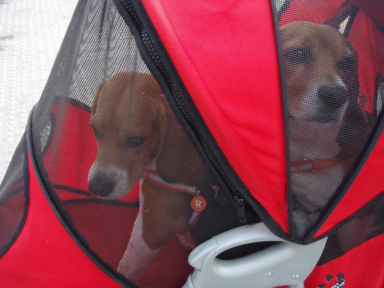 横浜ワンワンクルーズ旅行 Part 2 お留守番犬の幸せ