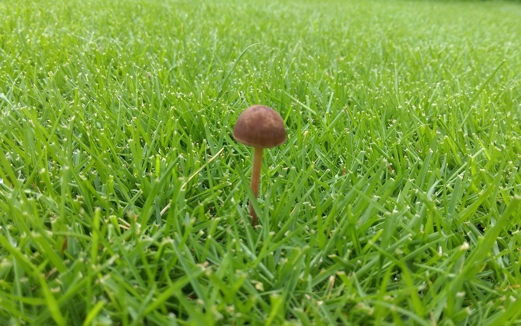 7月5日 きのこ祭り 日々是好日 芝と家庭菜園日記