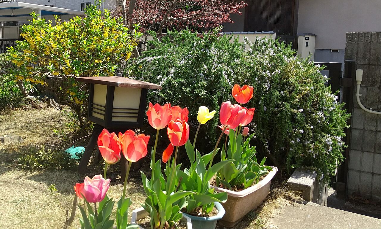 サカタのタネ 株主優待 チューリップ 150球ミックス サカタのタネ株主