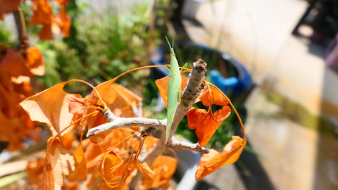 P1004921