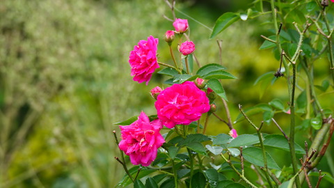 P1004945