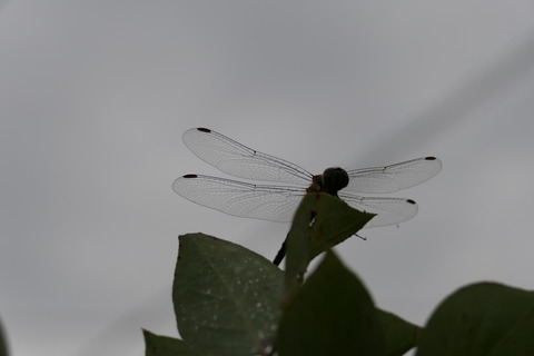 P1001588