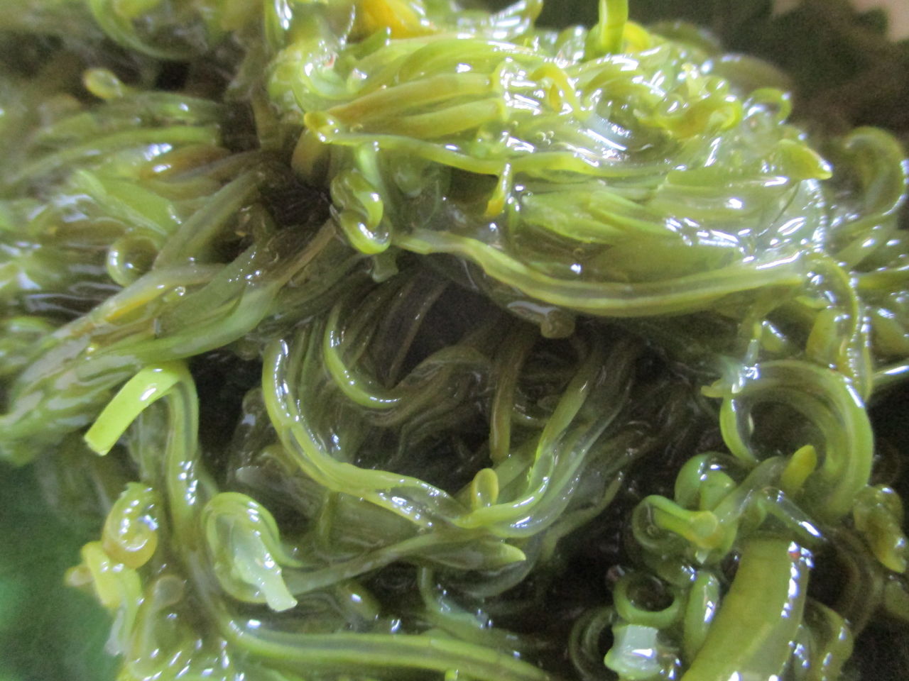 Shakira The One Thing やさしいthe Beatles入門