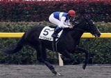 ダイワミストレス