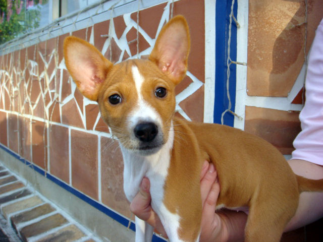 珍犬種バセンジー ドッグハウス ボーモンド 店長blog