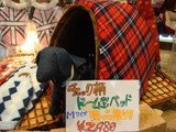 081119¡¡¥É¡¼¥à¥Ù¥Ã¥É2