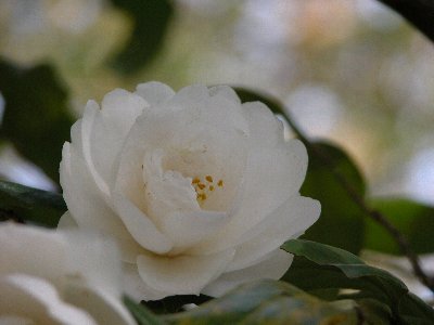 kimigayo2
