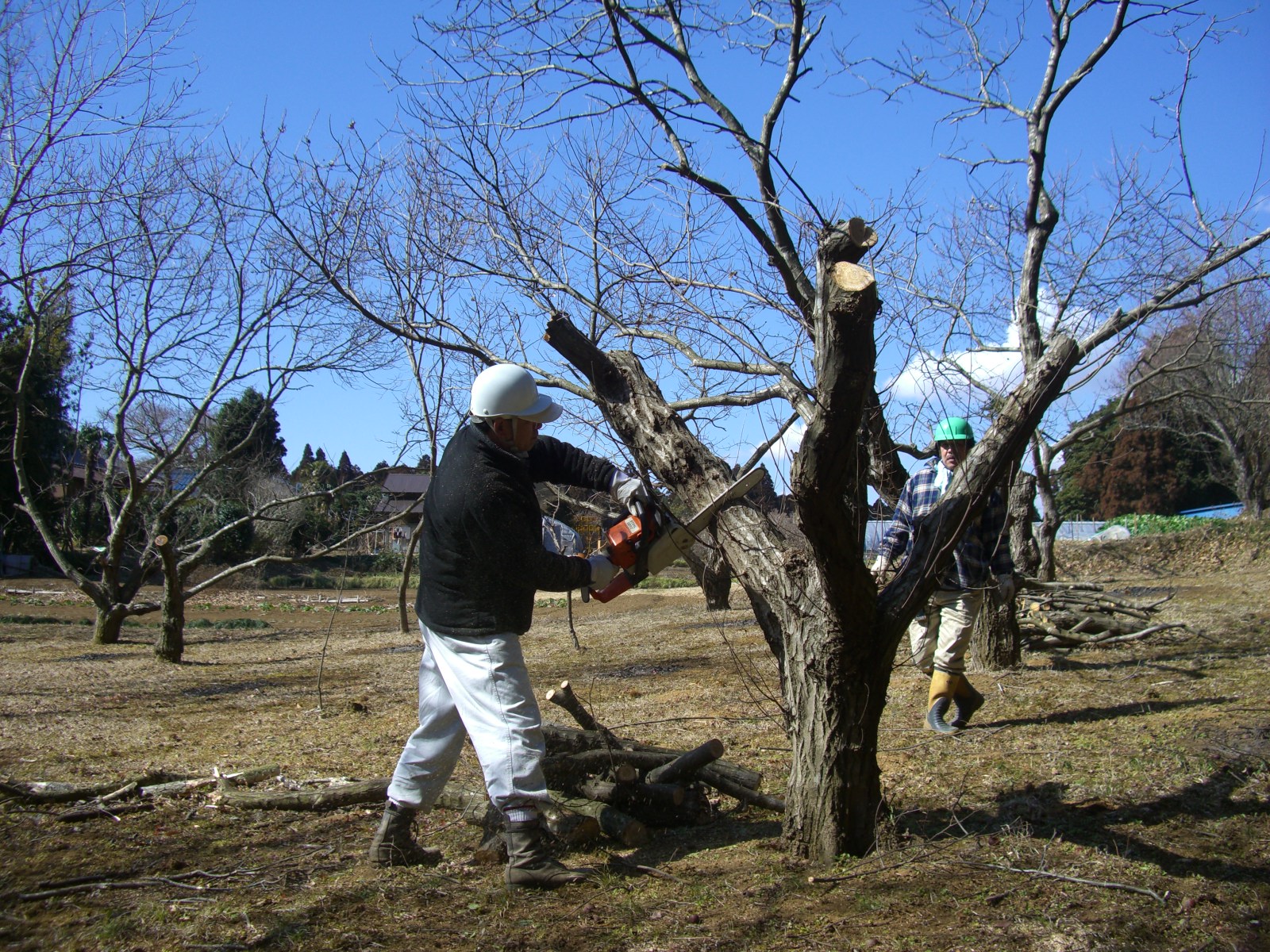 ２月栗の木剪定 北総里山倶楽部