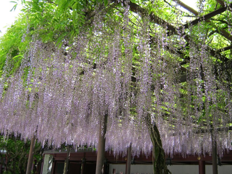 笠間稲荷神社の大藤２ 茨城県 笠間市 花枝のおでかけ