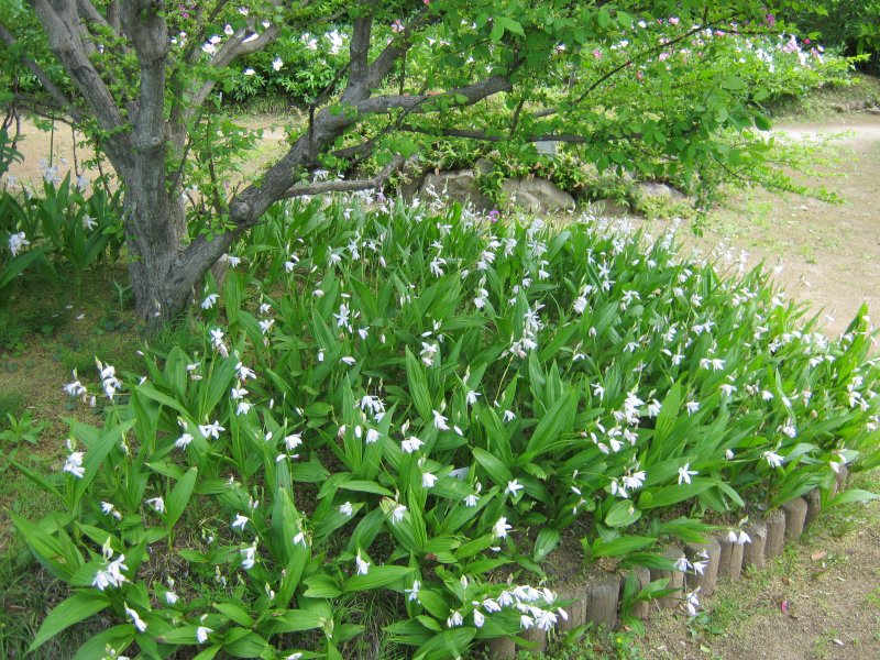 清水公園 花ファンタジア 千葉県 野田市 花枝のおでかけ