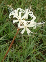 DSCF0090