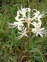 DSCF0078