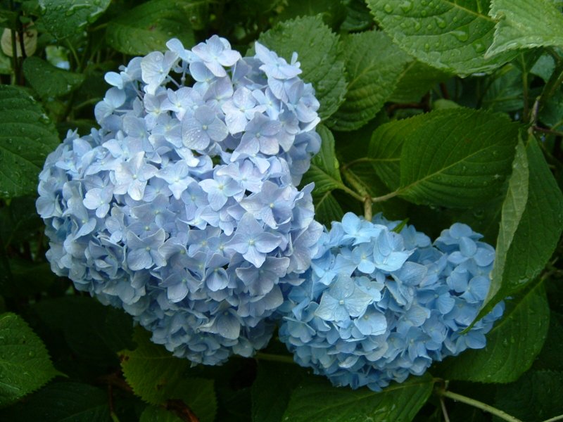 桂岸寺の庭 保和苑 茨城県 水戸市 花枝のおでかけ