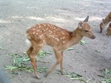 DSCF0029