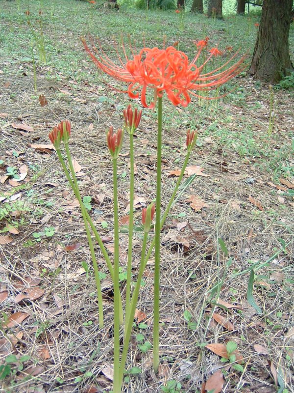 西蓮寺の彼岸花と三昧塚古墳のひまわり畑 茨城県 行方市 花枝のおでかけ