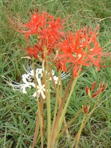 DSCF0097