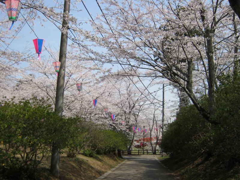 小見川 城山公園の桜 千葉県 香取市 花枝のおでかけ