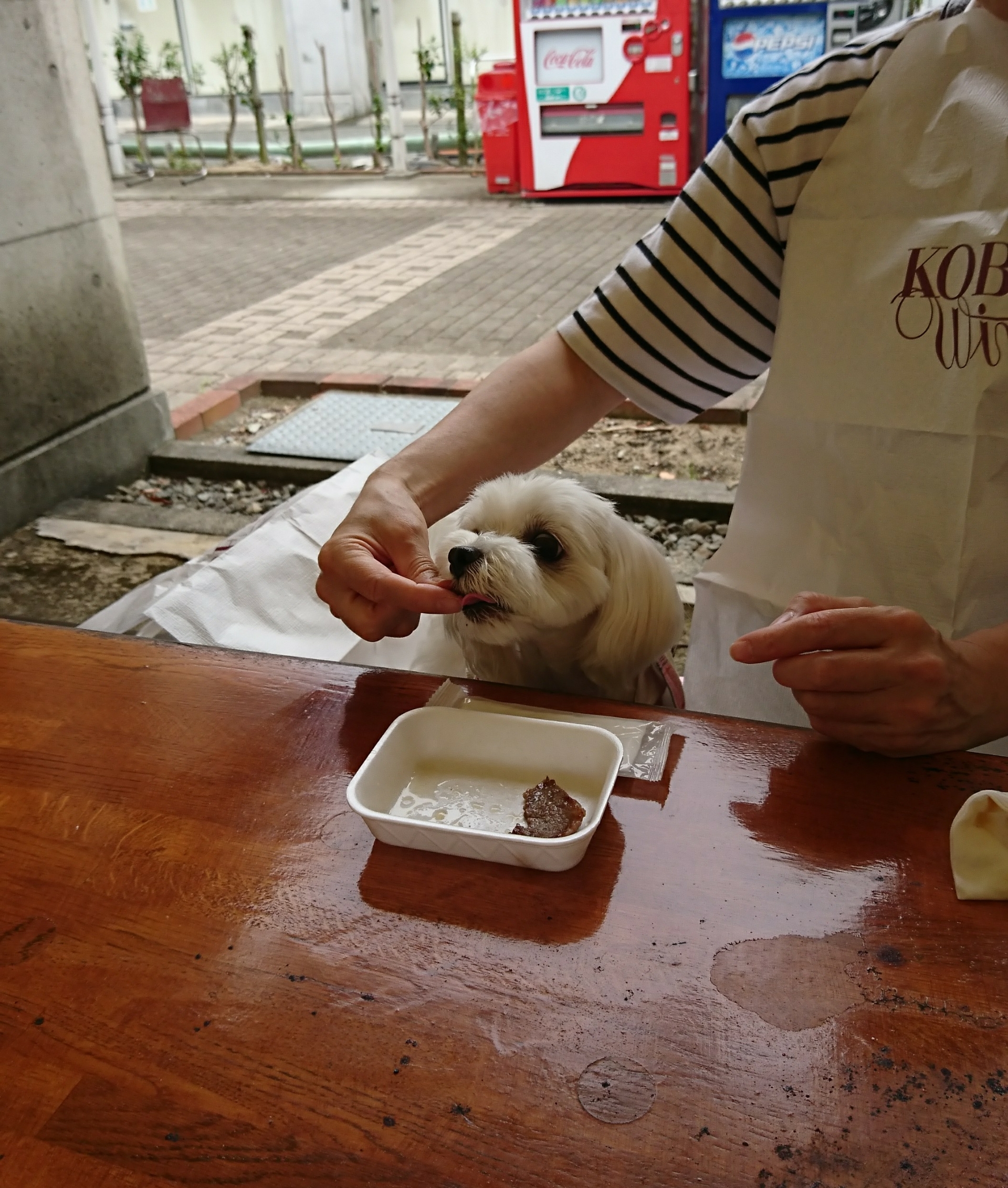 まるちゃんとランチ 三田フルーツ フラワーパーク 元保護犬 マルチーズとトイプードルの記録 まるちゃんとランチ 三田フルーツ フラワーパーク 元保護犬 マルチーズとトイプードルの記録