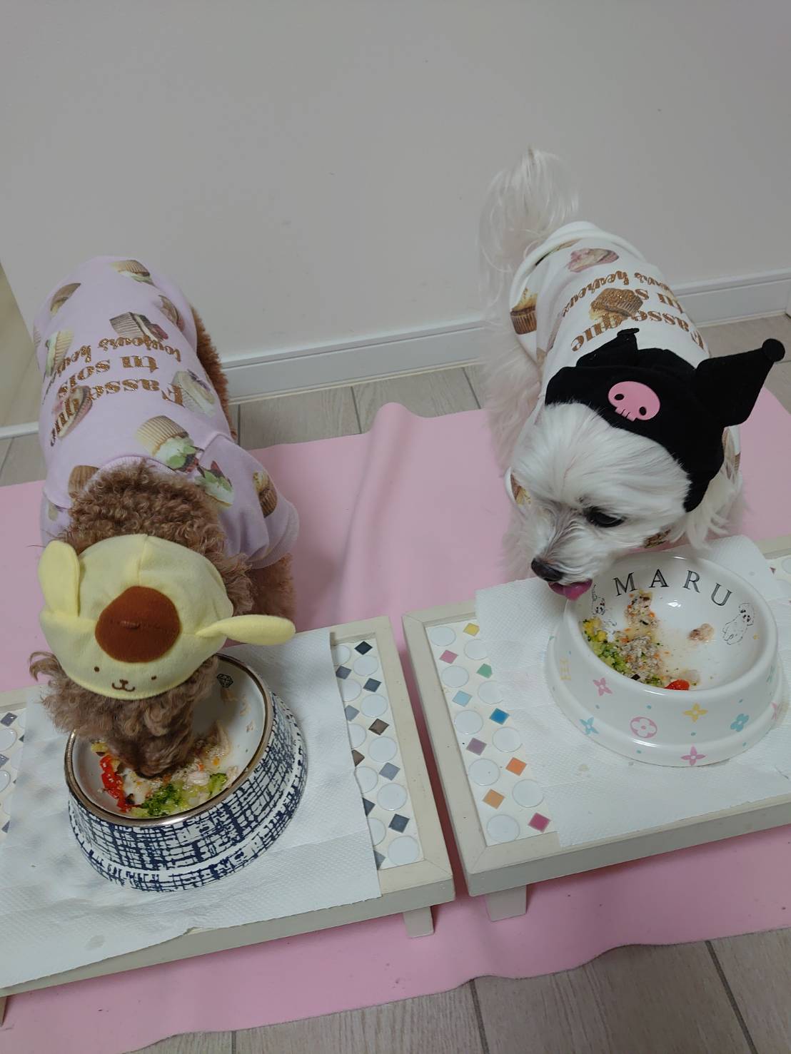 シワシワネーム 元保護犬 マルチーズとトイプードルの記録 シワシワネーム 元保護犬 マルチーズとトイプードルの記録