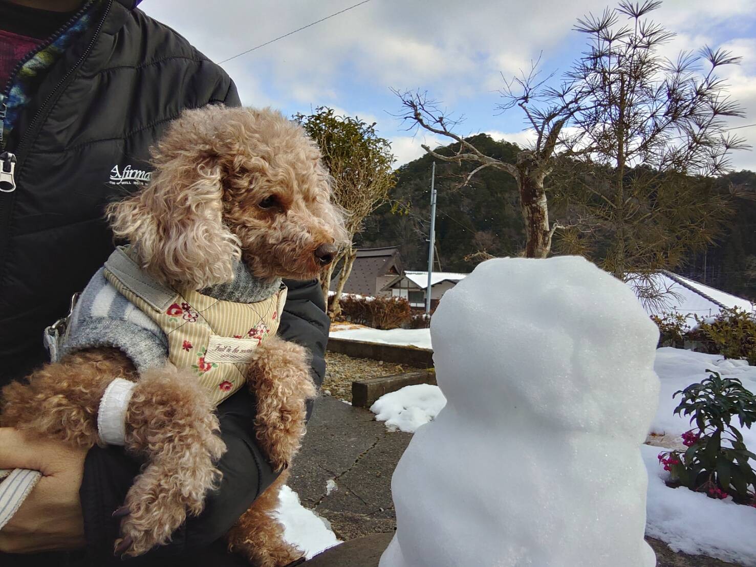 雪だるま 元保護犬 マルチーズとトイプードルの記録