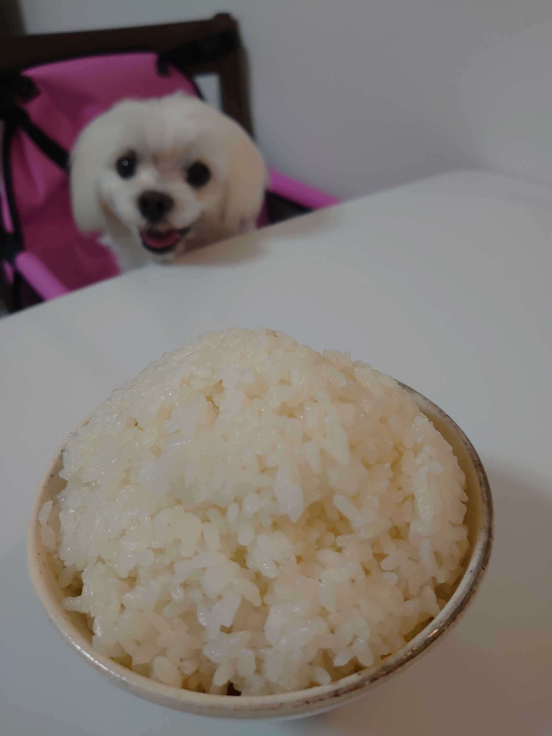 マンガ盛り 元保護犬 マルチーズとトイプードルの記録