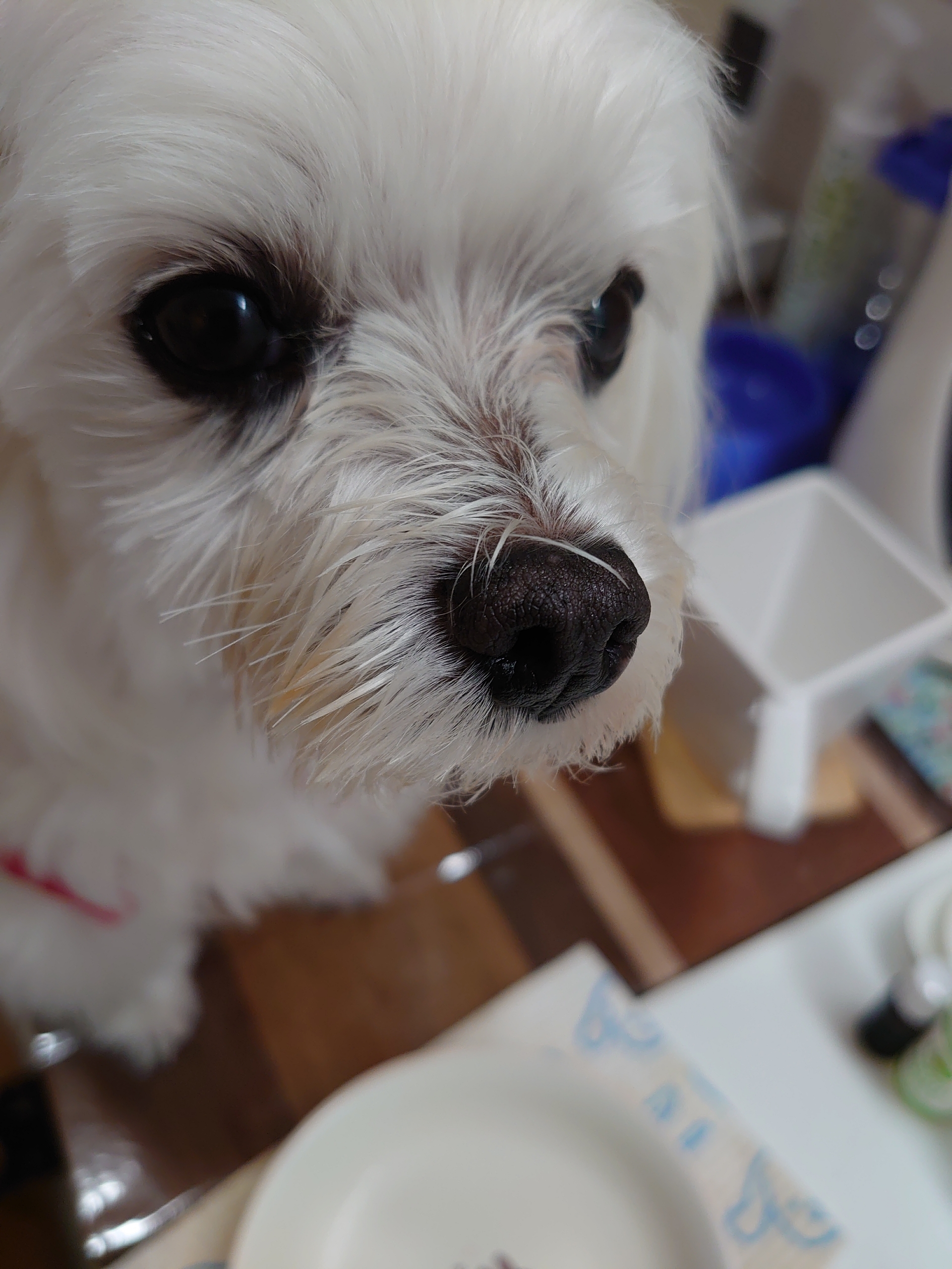 お口がトマトだらけ 元保護犬 マルチーズとトイプードルの記録